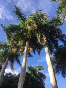 Best Vacation Palm Trees