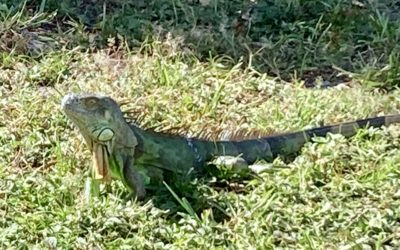 Can you make an iguana sit for a selfie? Better question: Can I?