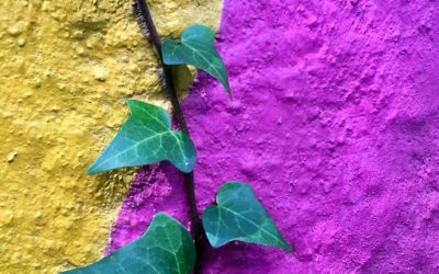 BEHOLD, THE RESILIENT IVY! (The state plant of my new Building Resilience newsletter!)